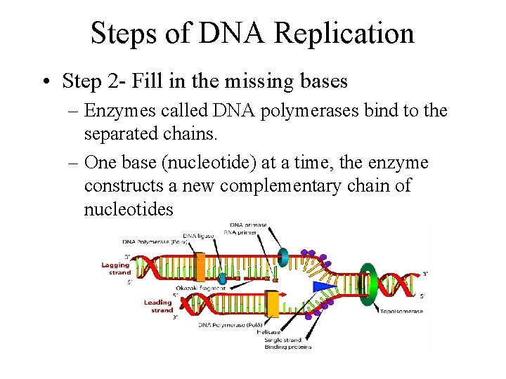 Steps of DNA Replication • Step 2 - Fill in the missing bases –