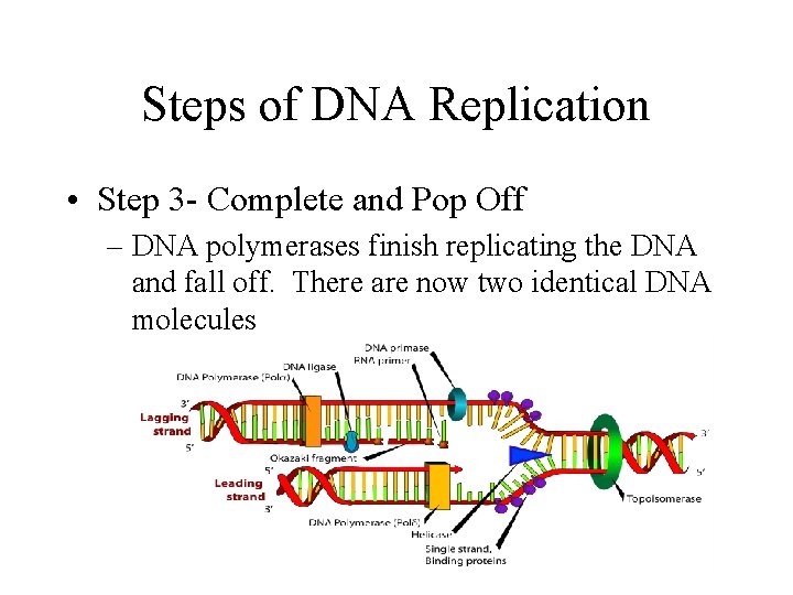 Steps of DNA Replication • Step 3 - Complete and Pop Off – DNA