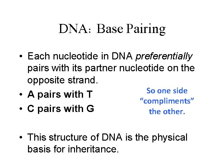 DNA: Base Pairing • Each nucleotide in DNA preferentially pairs with its partner nucleotide