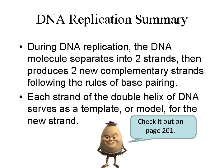 DNA Replication Summary • During DNA replication, the DNA molecule separates into 2 strands,