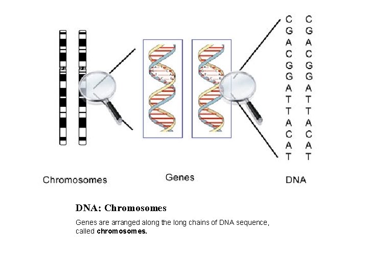 DNA: Chromosomes Genes are arranged along the long chains of DNA sequence, called chromosomes.