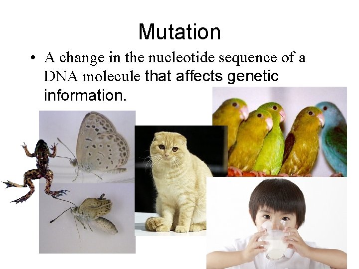 Mutation • A change in the nucleotide sequence of a DNA molecule that affects