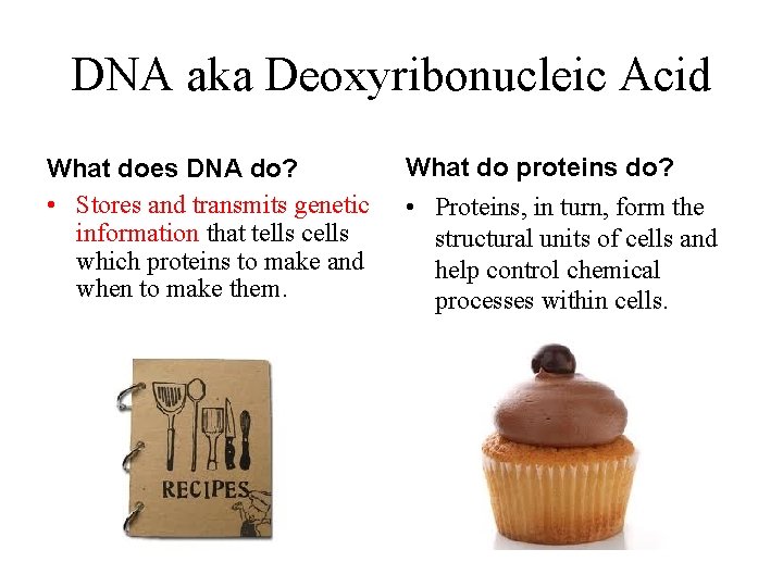DNA aka Deoxyribonucleic Acid What does DNA do? • Stores and transmits genetic information