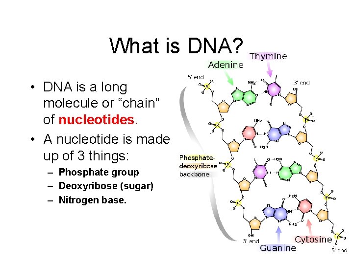 What is DNA? • DNA is a long molecule or “chain” of nucleotides. •