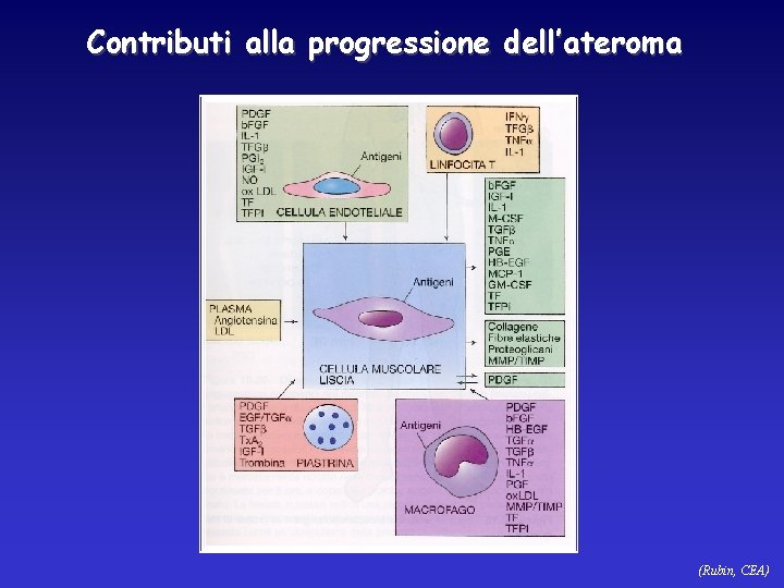 Contributi alla progressione dell’ateroma (Rubin, CEA) 