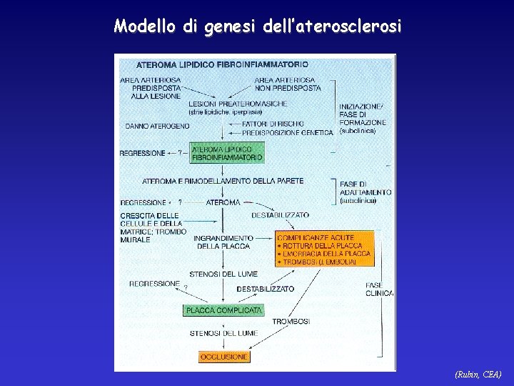 Modello di genesi dell’aterosclerosi (Rubin, CEA) 