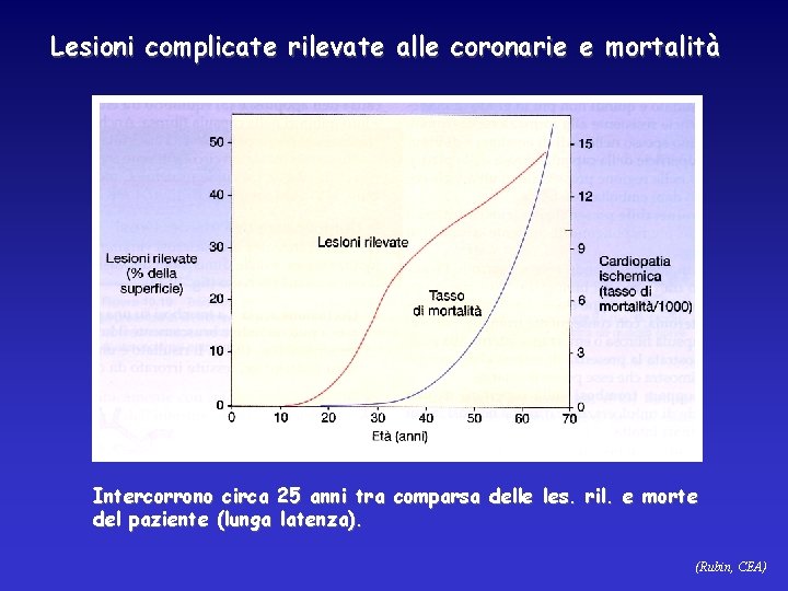 Lesioni complicate rilevate alle coronarie e mortalità Intercorrono circa 25 anni tra comparsa delle