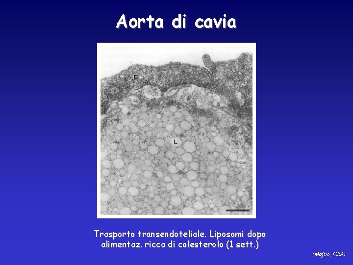 Aorta di cavia Trasporto transendoteliale. Liposomi dopo alimentaz. ricca di colesterolo (1 sett. )