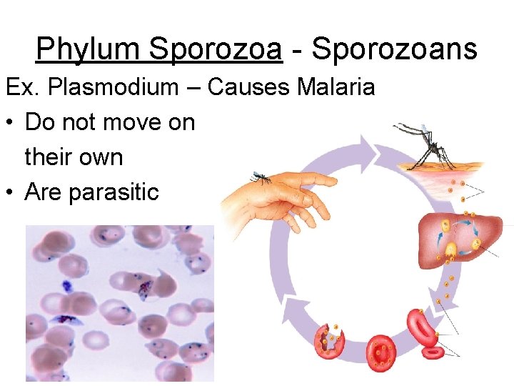 Phylum Sporozoa - Sporozoans Ex. Plasmodium – Causes Malaria • Do not move on