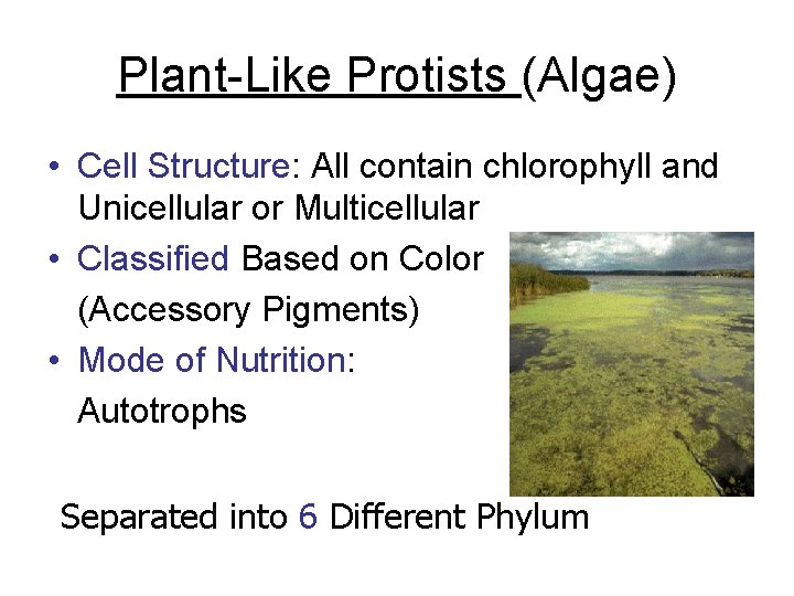 Plant-Like Protists (Algae) • Cell Structure: All contain chlorophyll and Unicellular or Multicellular •