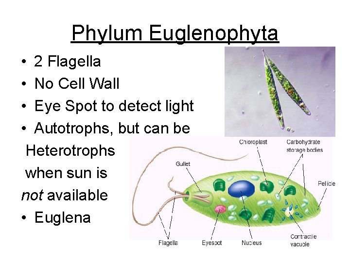 Phylum Euglenophyta • 2 Flagella • No Cell Wall • Eye Spot to detect