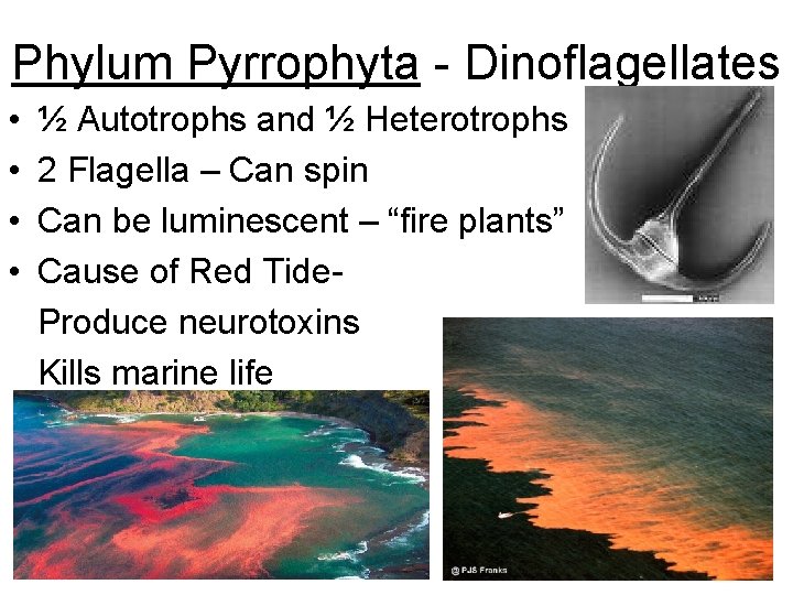 Phylum Pyrrophyta - Dinoflagellates • • ½ Autotrophs and ½ Heterotrophs 2 Flagella –