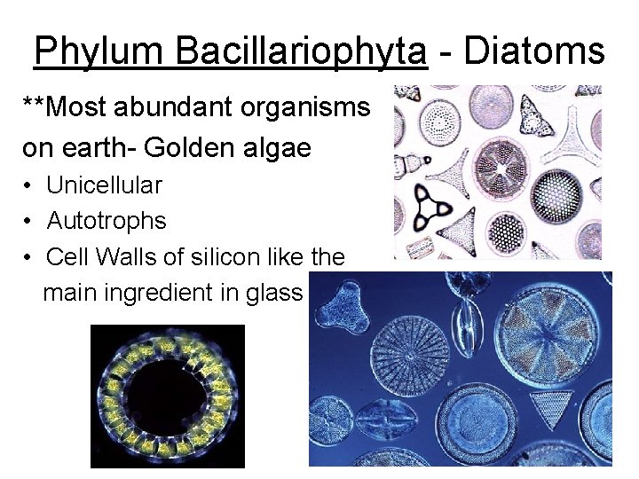 Phylum Bacillariophyta - Diatoms **Most abundant organisms on earth- Golden algae • Unicellular •