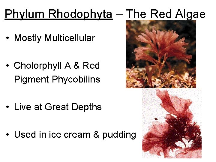 Phylum Rhodophyta – The Red Algae • Mostly Multicellular • Cholorphyll A & Red