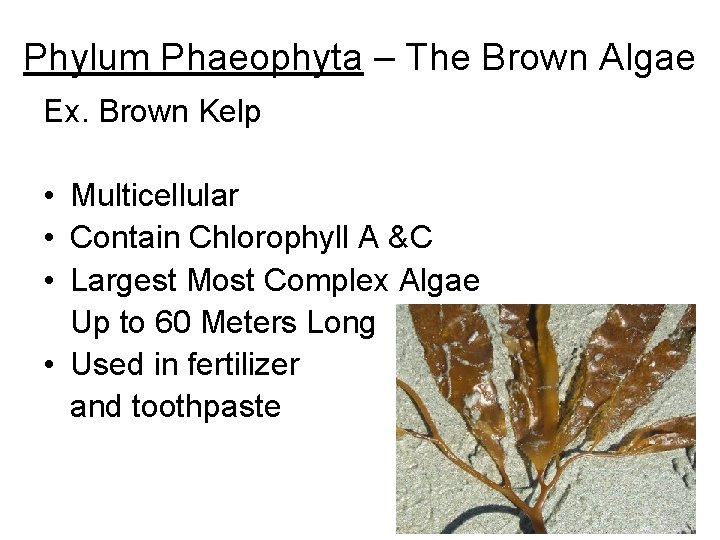 Phylum Phaeophyta – The Brown Algae Ex. Brown Kelp • Multicellular • Contain Chlorophyll