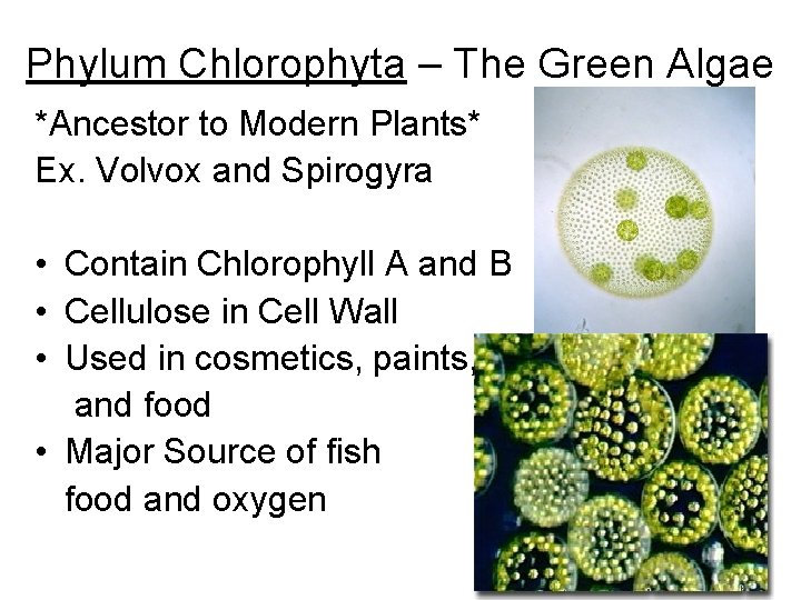 Phylum Chlorophyta – The Green Algae *Ancestor to Modern Plants* Ex. Volvox and Spirogyra