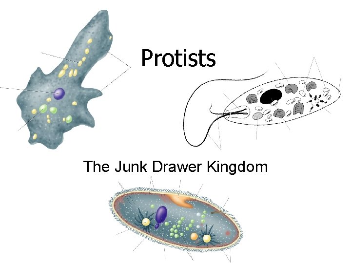 Protists The Junk Drawer Kingdom 