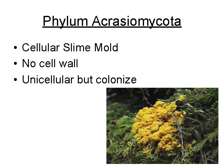 Phylum Acrasiomycota • Cellular Slime Mold • No cell wall • Unicellular but colonize