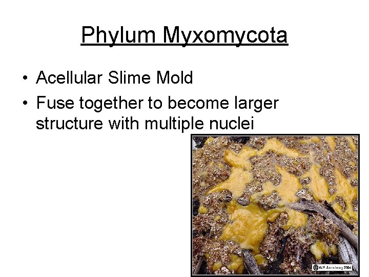 Phylum Myxomycota • Acellular Slime Mold • Fuse together to become larger structure with