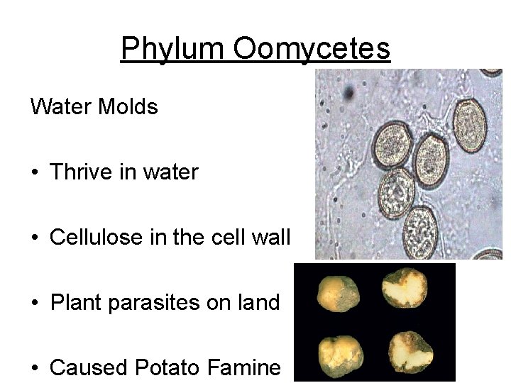 Phylum Oomycetes Water Molds • Thrive in water • Cellulose in the cell wall