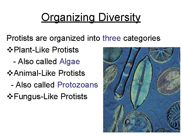 Organizing Diversity Protists are organized into three categories v. Plant-Like Protists - Also called