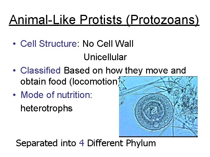 Animal-Like Protists (Protozoans) • Cell Structure: No Cell Wall Unicellular • Classified Based on