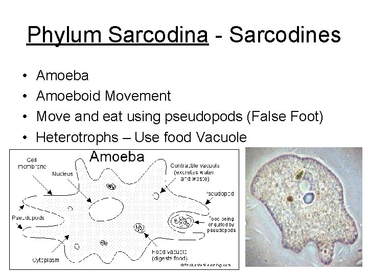 Phylum Sarcodina - Sarcodines • • Amoeba Amoeboid Movement Move and eat using pseudopods