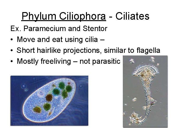 Phylum Ciliophora - Ciliates Ex. Paramecium and Stentor • Move and eat using cilia