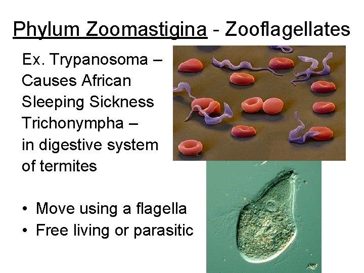 Phylum Zoomastigina - Zooflagellates Ex. Trypanosoma – Causes African Sleeping Sickness Trichonympha – in