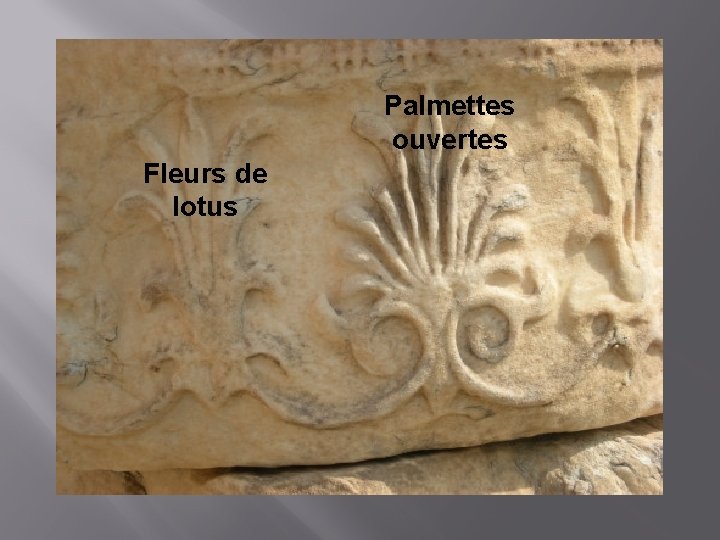 Palmettes ouvertes Fleurs de lotus 