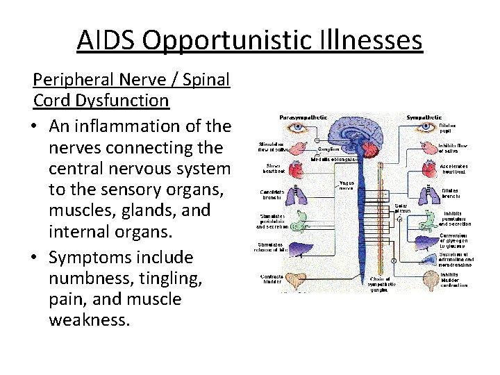 AIDS Opportunistic Illnesses Peripheral Nerve / Spinal Cord Dysfunction • An inflammation of the