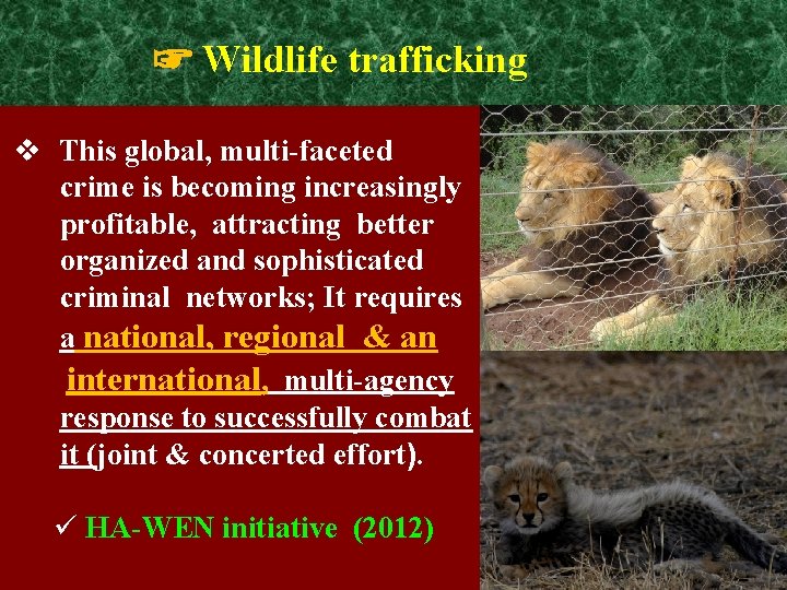☞ Wildlife trafficking v This global, multi-faceted crime is becoming increasingly profitable, attracting better