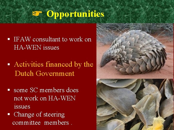 ☞ Opportunities § IFAW consultant to work on HA-WEN issues § Activities financed by