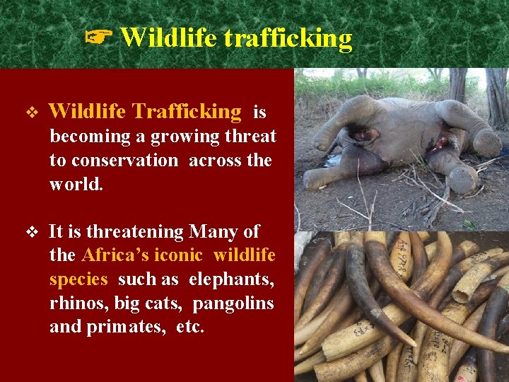 ☞ Wildlife trafficking v Wildlife Trafficking is becoming a growing threat to conservation across