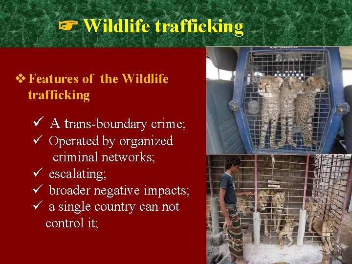 ☞ Wildlife trafficking v Features of the Wildlife trafficking ü A trans-boundary crime; ü