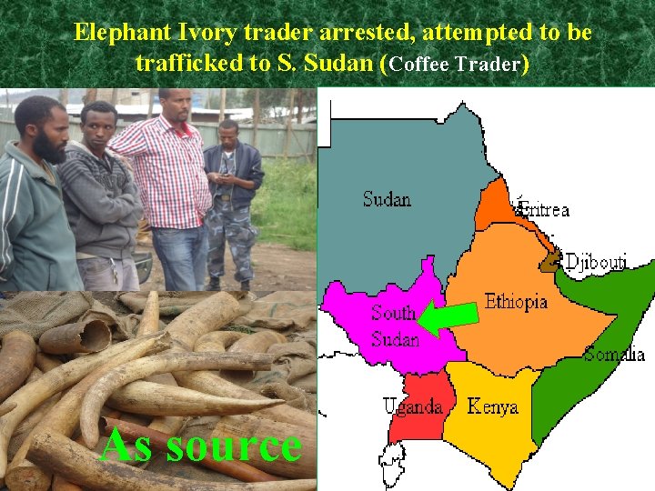 Elephant Ivory trader arrested, attempted to be trafficked to S. Sudan (Coffee Trader) As