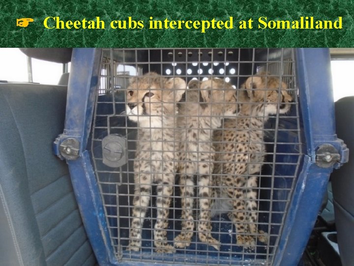 ☞ Cheetah cubs intercepted at Somaliland Horn of Africa-Wildlife Enforcement Networks, 2013 9 