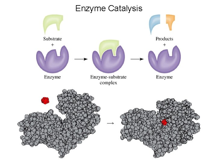 Enzyme Catalysis 