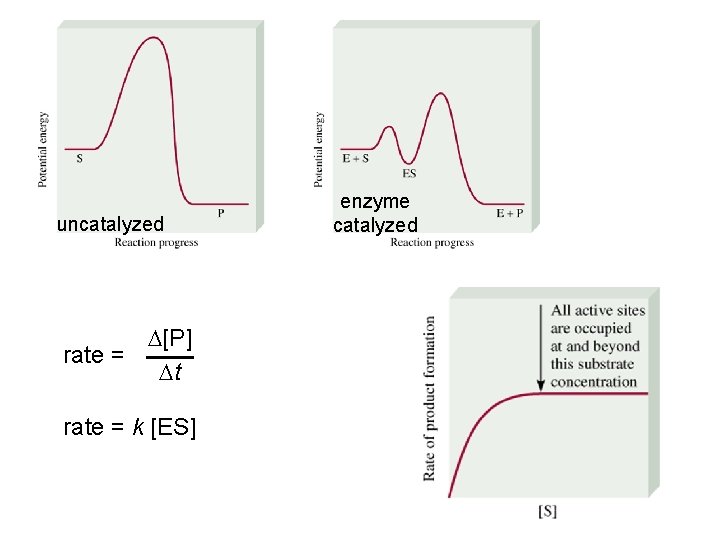 uncatalyzed D[P] rate = Dt rate = k [ES] enzyme catalyzed 