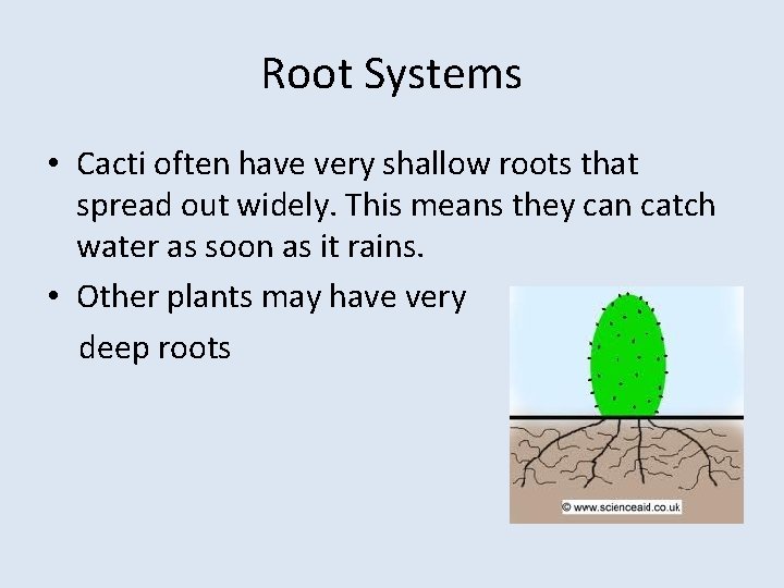 Root Systems • Cacti often have very shallow roots that spread out widely. This