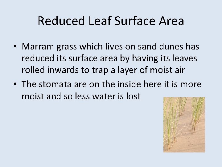 Reduced Leaf Surface Area • Marram grass which lives on sand dunes has reduced