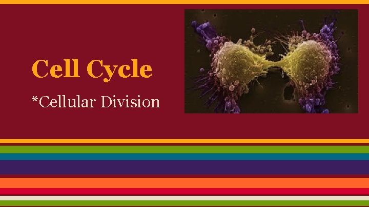 Cell Cycle *Cellular Division 