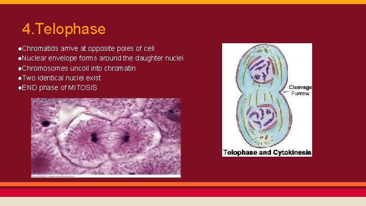 4. Telophase ●Chromatids arrive at opposite poles of cell ●Nuclear envelope forms around the