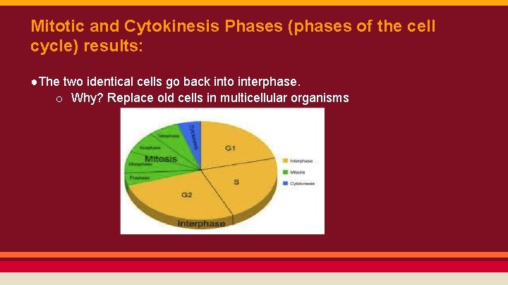 Mitotic and Cytokinesis Phases (phases of the cell cycle) results: ●The two identical cells