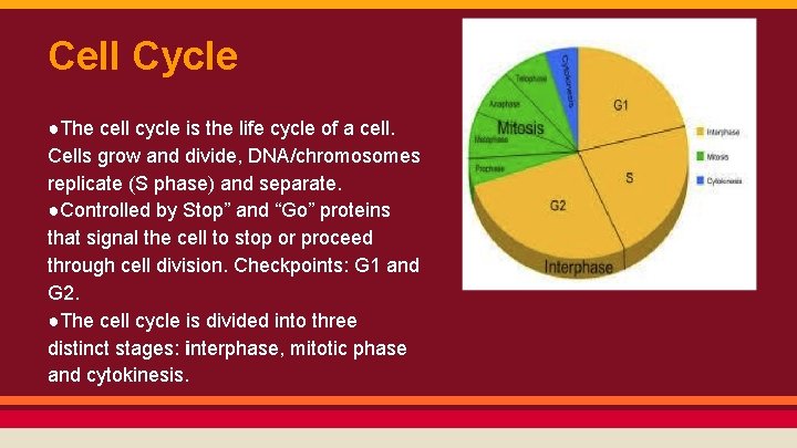 Cell Cycle ●The cell cycle is the life cycle of a cell. Cells grow