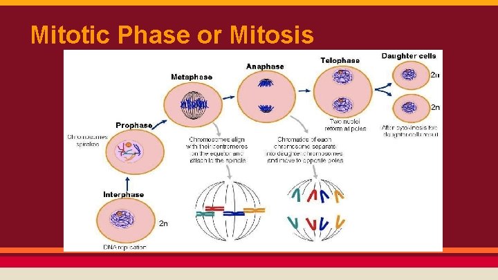 Mitotic Phase or Mitosis 