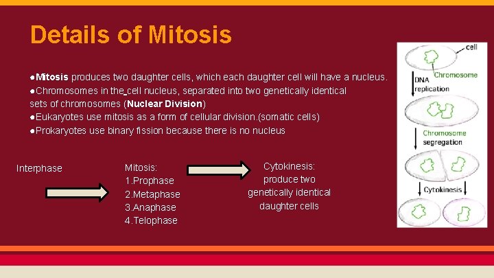 Details of Mitosis ●Mitosis produces two daughter cells, which each daughter cell will have