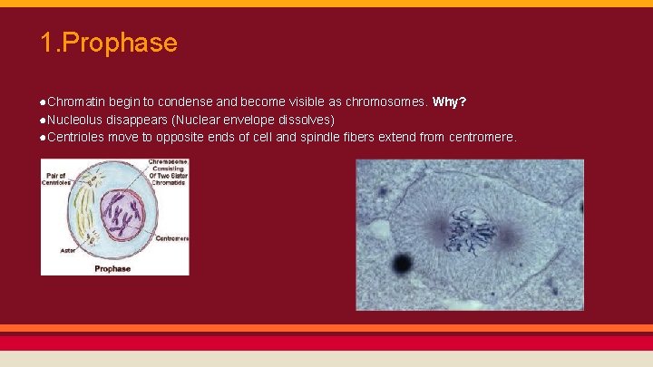 1. Prophase ●Chromatin begin to condense and become visible as chromosomes. Why? ●Nucleolus disappears