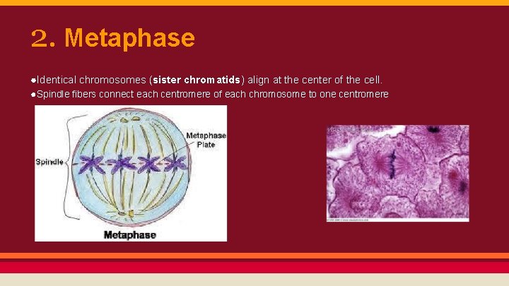 2. Metaphase ●Identical chromosomes (sister chromatids) align at the center of the cell. ●Spindle