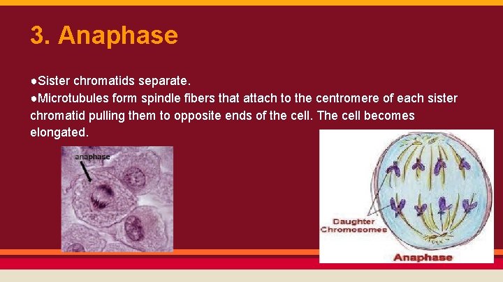 3. Anaphase ●Sister chromatids separate. ●Microtubules form spindle fibers that attach to the centromere
